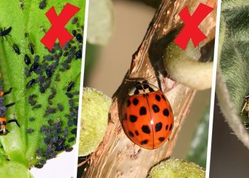 Are Ladybugs Good or Bad for Plants? Are Ladybugs Good for Plants?