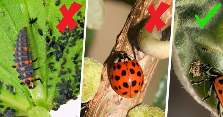 Are Ladybugs Good for Plants?