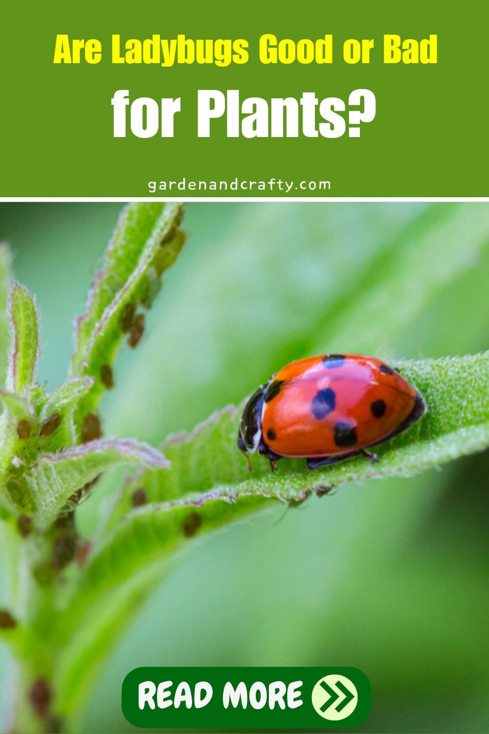 Are Ladybugs Good or Bad for Plants?