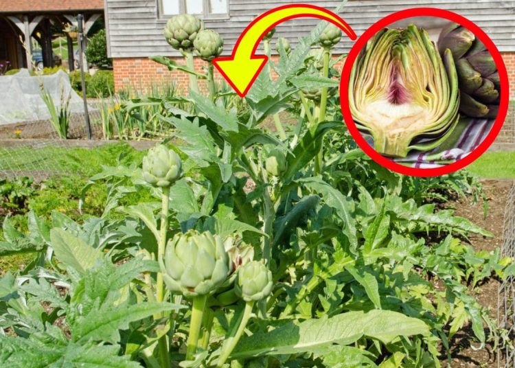 Artichoke Plant