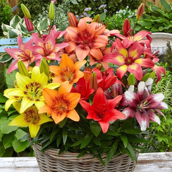 Asiatic Lilies