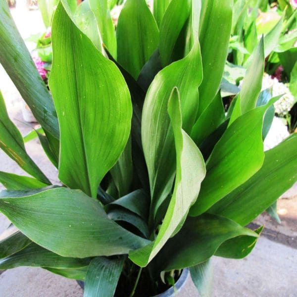 Aspidistra