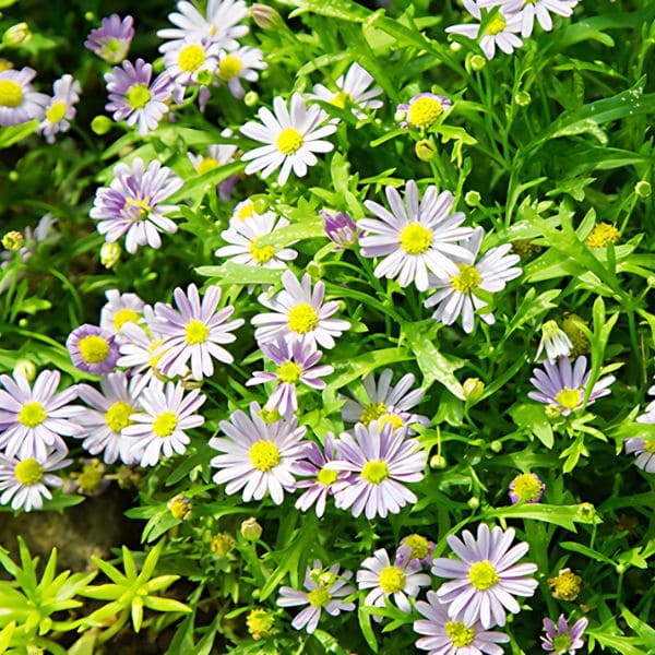 Asters