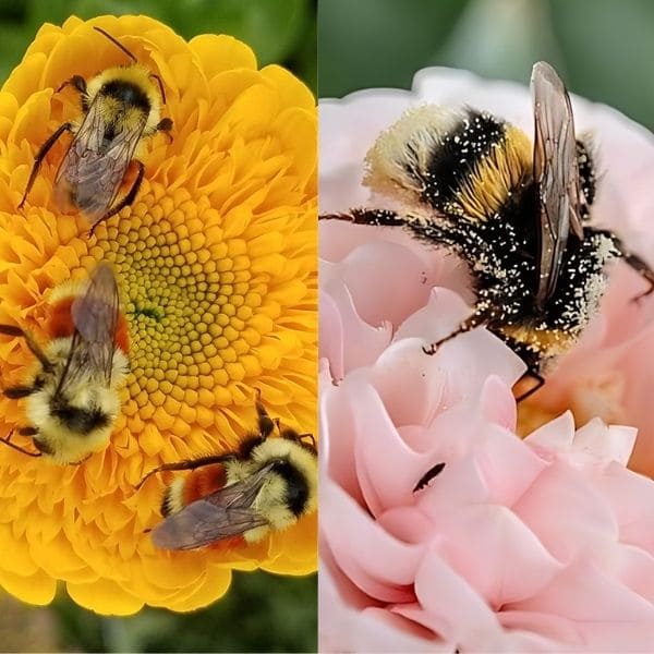 Attract Pollinators