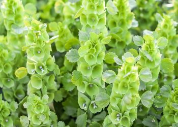 Bells of Ireland Grow Guide