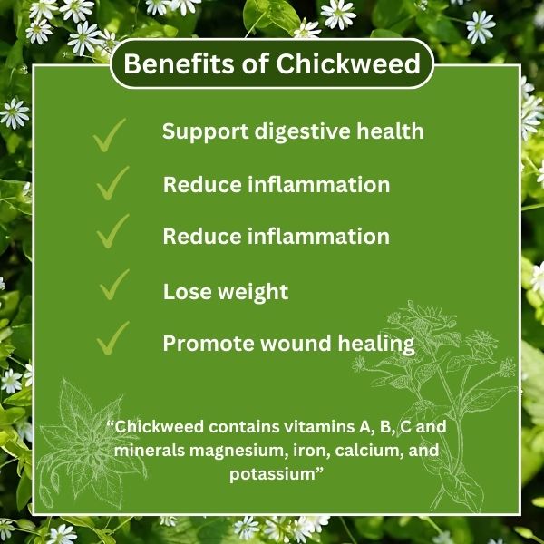 Benefits of Chickweed