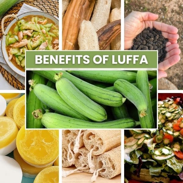 Benefits of Luffa