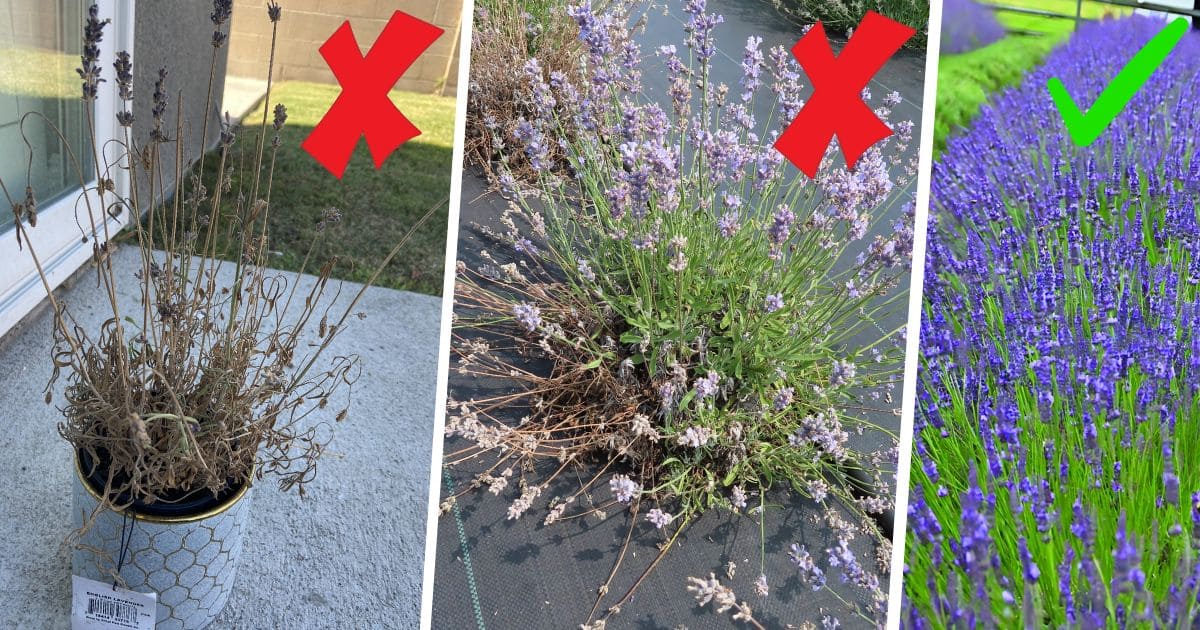Can Lavender Grow In Shade?