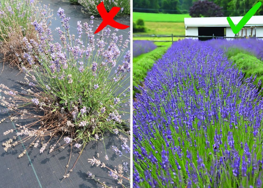 Can Lavender Grow In Shade?