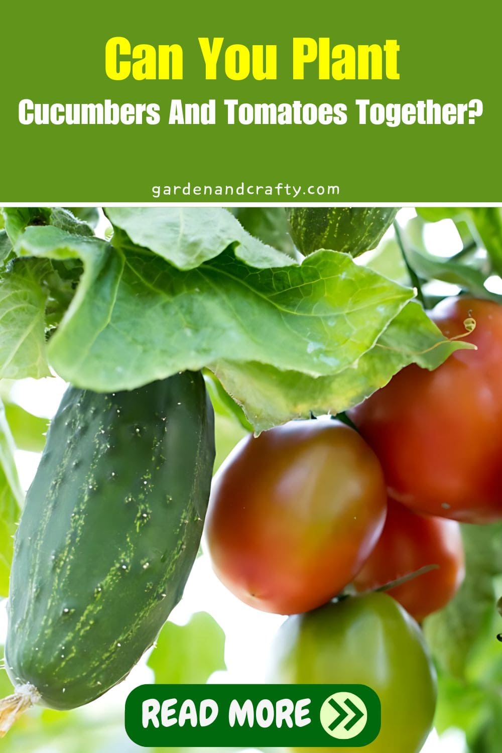 Can You Plant Cucumbers And Tomatoes Together?