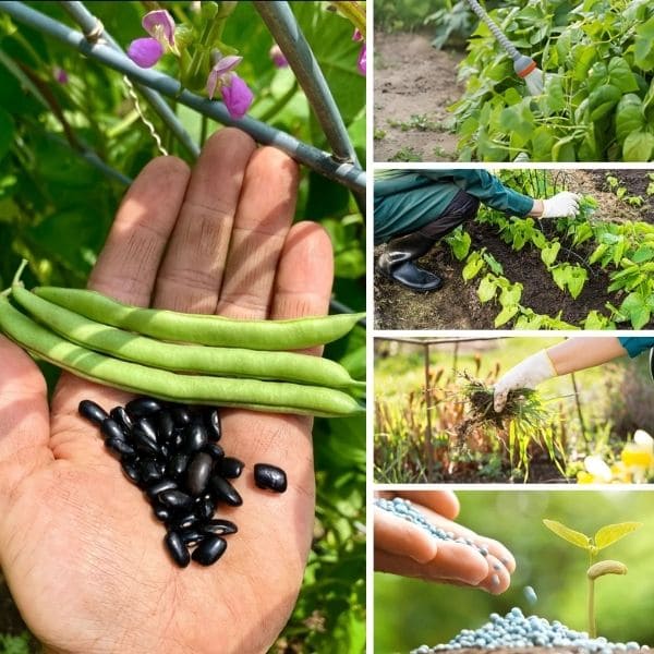 Care for Black Beans