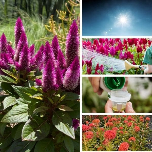 Care for Celosia Flowers