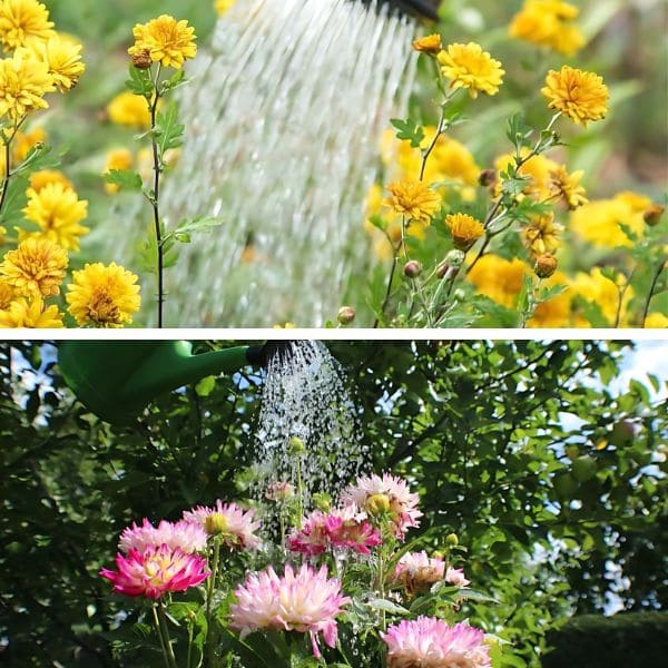 Care for Chrysanthemum vs Dahlia