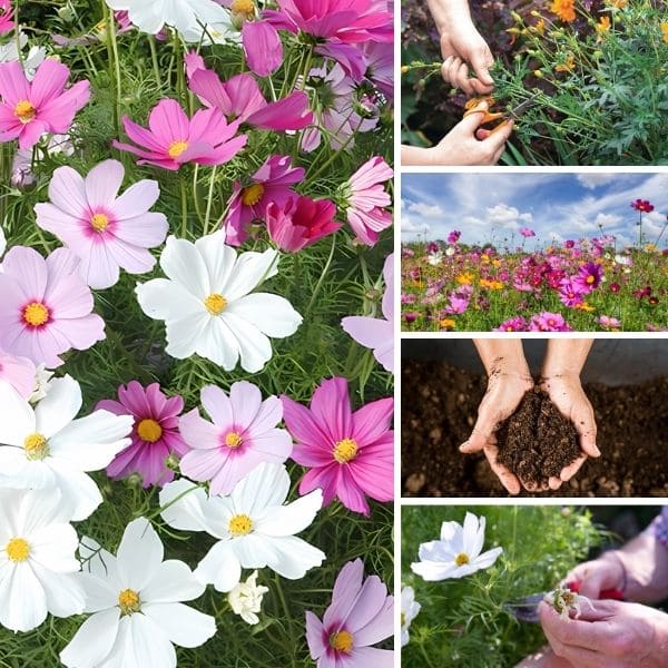 Care for Cosmos Flowers