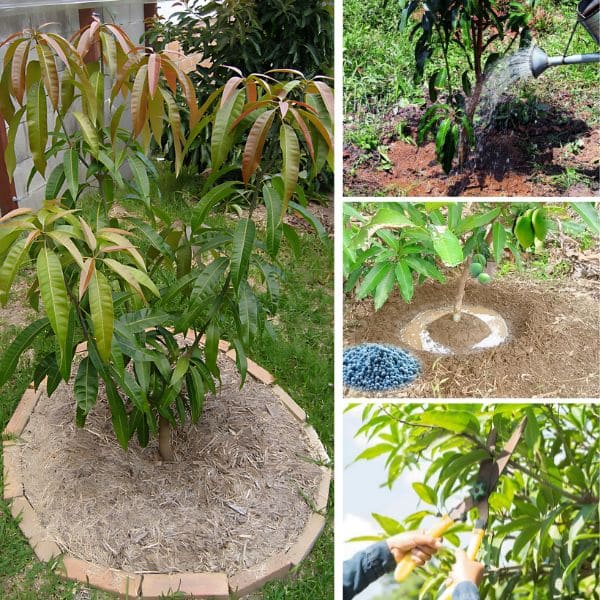 Care for Mango Plant