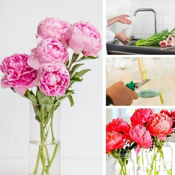 Care for Peonies