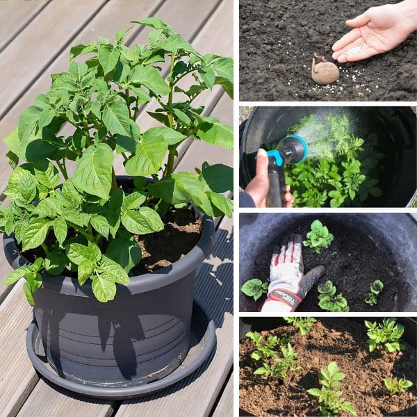 Care for Potatoes In A Container