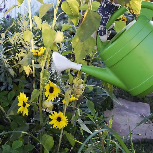 Care for Sunflower