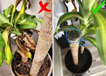 A Complete Guide to Caring for Mass Cane Plant Caring for Mass Cane Plant