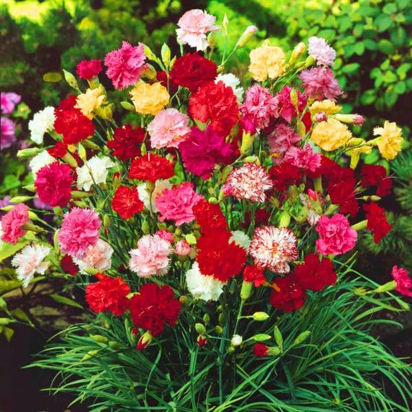 Carnations