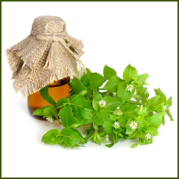 Chickweed has natural diuretic effects