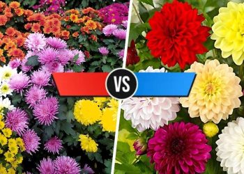 Chrysanthemum vs Dahlia: What Are The Differences? Chrysanthemum vs Dahlia