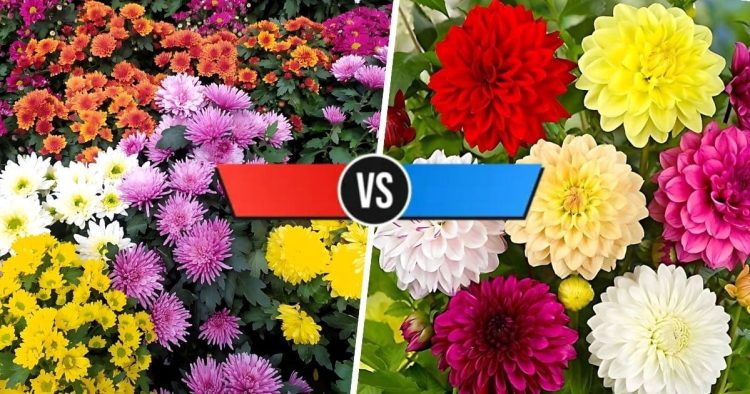 Chrysanthemum vs Dahlia
