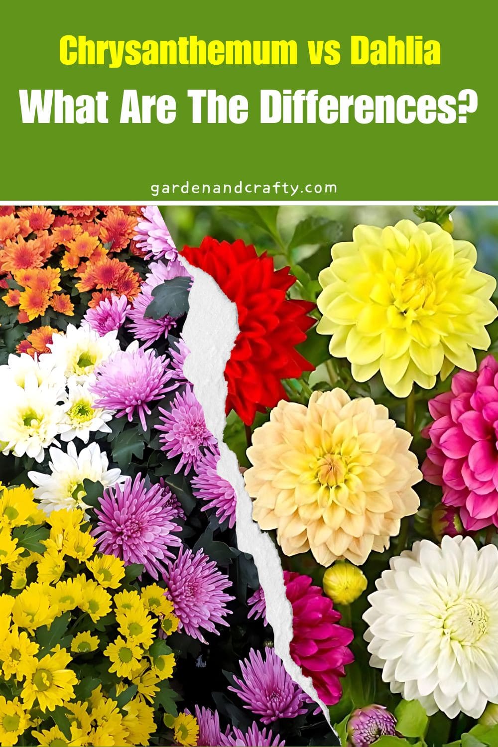 Chrysanthemum vs Dahlia: What Are The Differences?