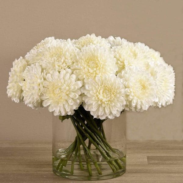 Chrysanthemums in Vase