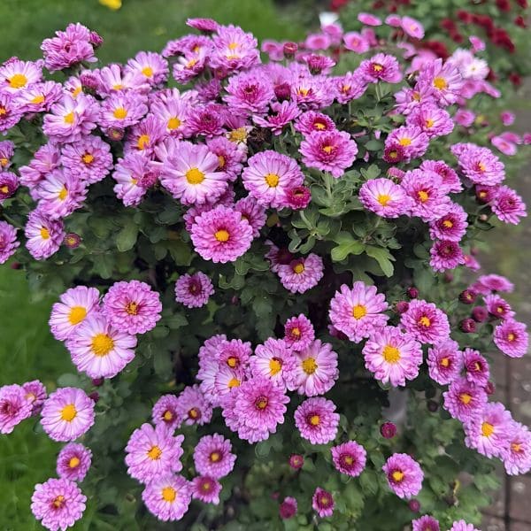 Chrysanthemums