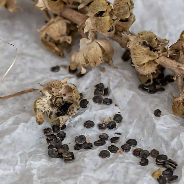 Collect dried carnation seeds