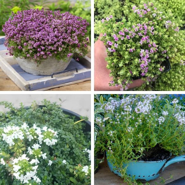 Container Gardens