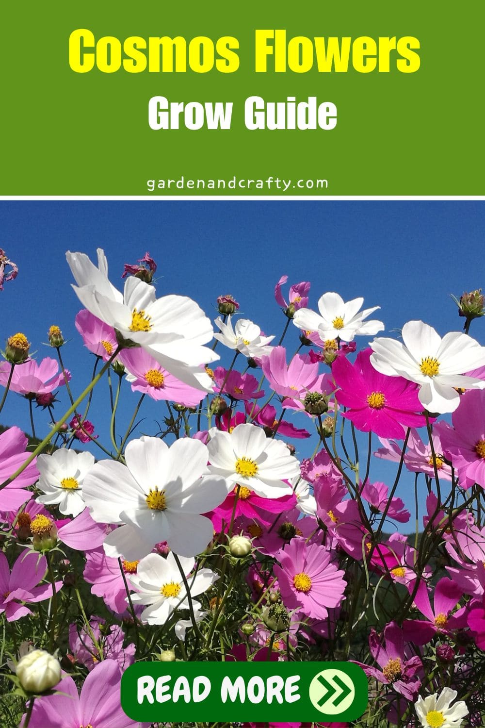 Cosmos Flowers Grow Guide