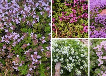 Types, Care and Landscape Ideas of Creeping Thyme Creeping Thyme