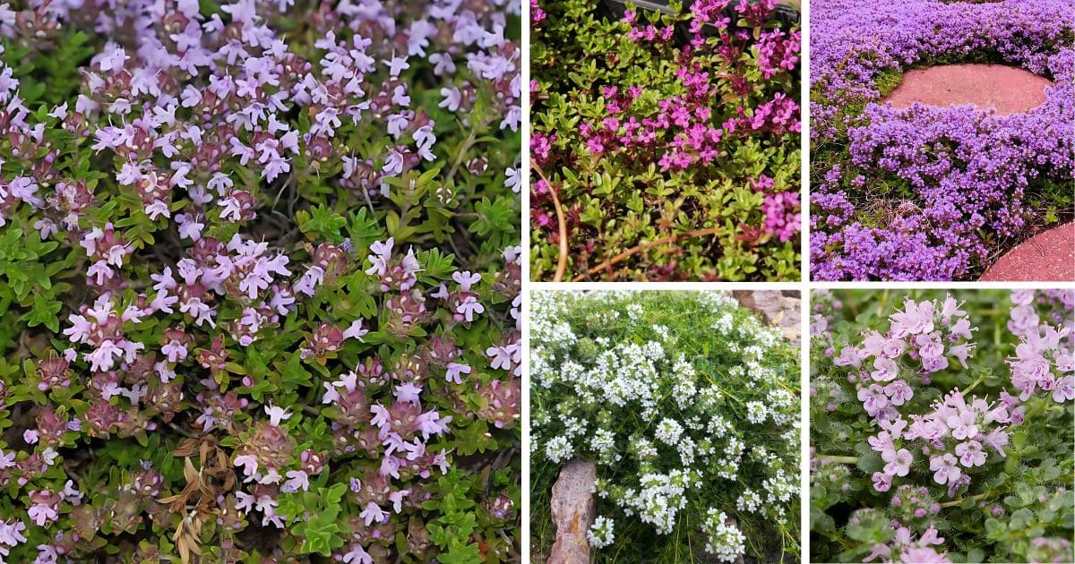 Types, Care and Landscape Ideas of Creeping Thyme