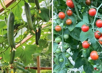 Can You Plant Cucumbers And Tomatoes Together? Cucumbers And Tomatoes