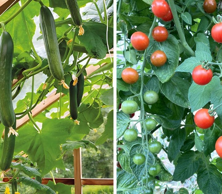 Can You Plant Cucumbers And Tomatoes Together?