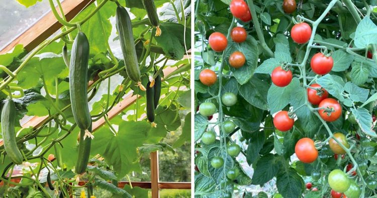 Cucumbers And Tomatoes
