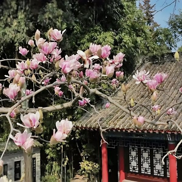 Cultural Significance of Magnolia