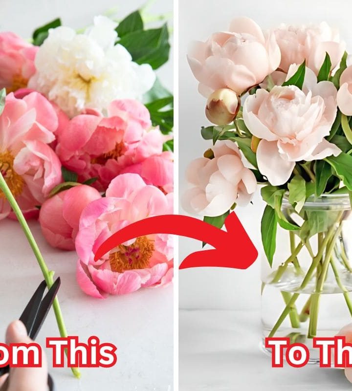 How to Cut Peonies For A Vase