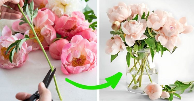 Cutting Peonies For A Vase