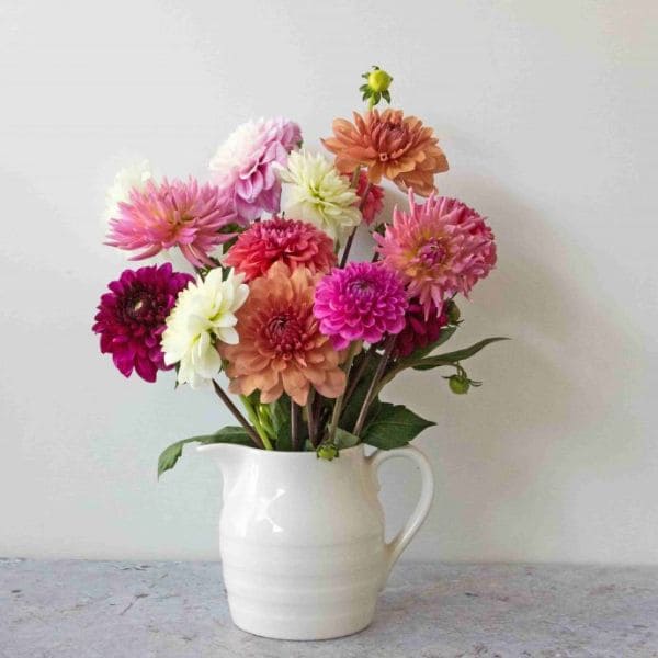 Dahlias in Vase