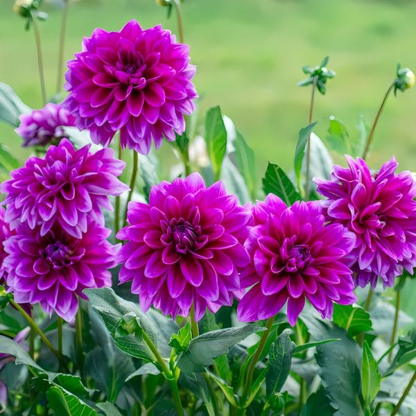 Dahlias