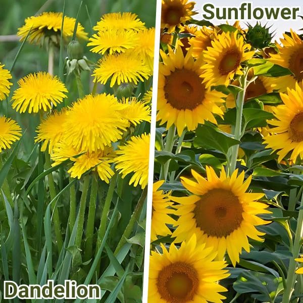 Dandelions and Sunflowers