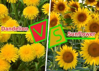 Are Dandelions and Sunflowers The Same? Dandelions and Sunflowers