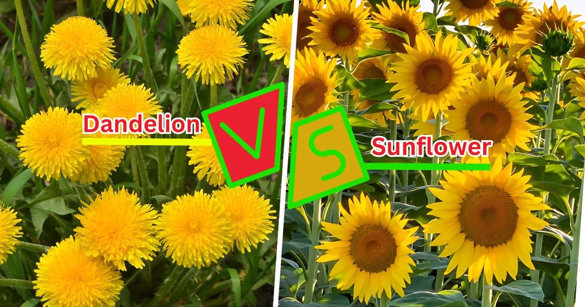 Are Dandelions and Sunflowers The Same?