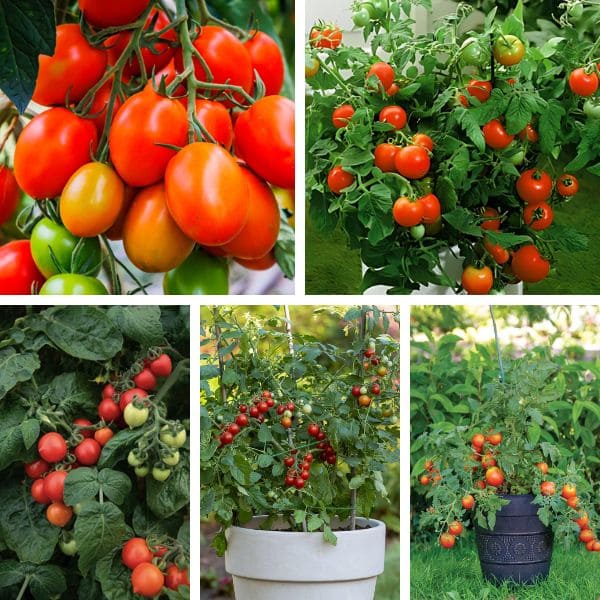 Determinate Tomato