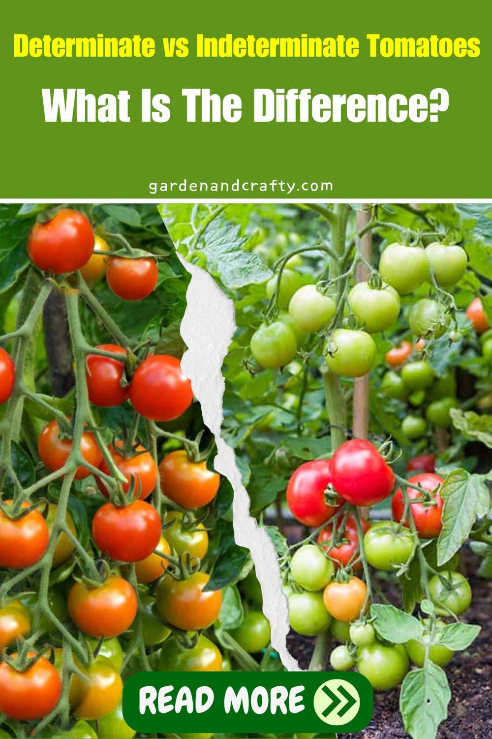 Determinate Vs Indeterminate Tomatoes