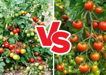 Determinate Vs Indeterminate Tomatoes Determinate vs. Indeterminate Tomatoes