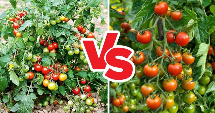 Determinate vs. Indeterminate Tomatoes